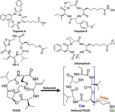 Frontiers | Selective Inhibition of HDAC1 by Macrocyclic 